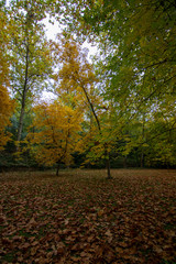 forest in autumn with leaf on the ground