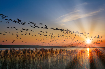 überwinternde Nonnengänse (Branta leucopsis) in Ostfriesland,Nordsee,Niedersachsen,Deutschland