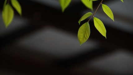 Close up beautiful view of nature green leaves on blurred greenery sky background with sunlight in public garden park. It is landscape ecology and copy space for wallpaper and backdrop