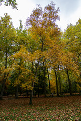 Fototapeta premium forest in autumn with leaf on the ground