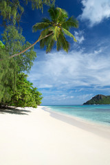 Fototapeta na wymiar Tropical island white sand beach scene with blue sky, turquoise seas and curving palm tree in the Seychelles