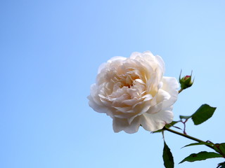 Tokyo,Japan-November 8, 2019: Isolated white rose or Gruss an Aachen in autumn in Tokyo