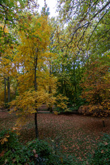 forest in autumn with leaf on the ground