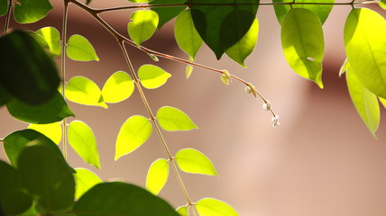 Close up beautiful view of nature green leaves on blurred greenery sky background with sunlight in public garden park. It is landscape ecology and copy space for wallpaper and backdrop