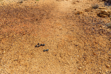 in the australian outback some dry bushes and grasses stand in the desert
