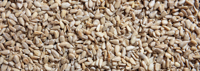 Sunflower seeds peeled full background, closeup view, banner
