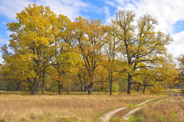 Fototapeta premium Russia. Golden autumn in oak grove