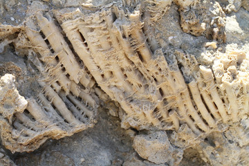 corail fossile