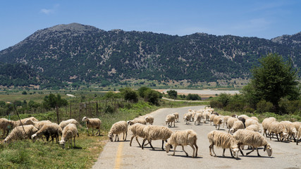 Auf der Hochebene von Omalos, Kreta