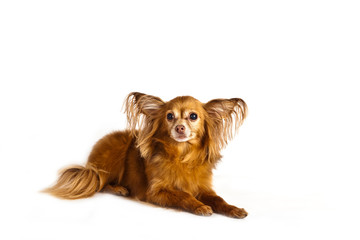Dog breed Russian toy terrier longhair lying on white background