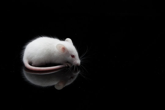 laboratory white mouse isolated on black background