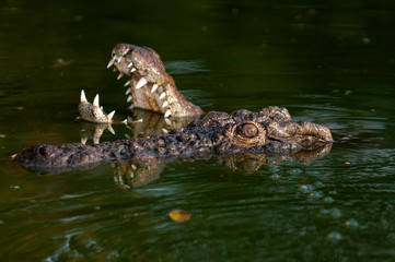Nile Crocodile, 2 crocs, up close, in water