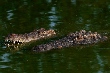 Nile Crocodile, 2 crocs, up close, in water