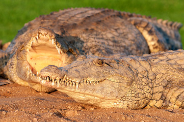 Nile Crocodile, 2 crocs, on land, in sun, beautiful light, open mouths