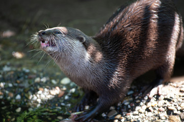 Otter