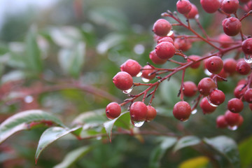 Obraz premium Close-up of Nandina domestica bush with red berries under the rain. Heavenly bamboo in the garden covered by raindrops