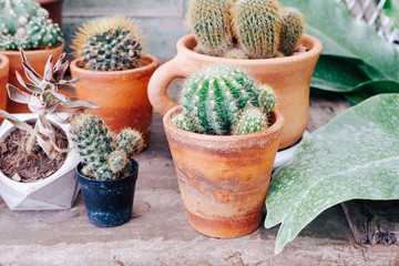 Mini cactus pot for decoration