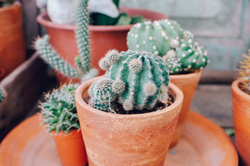 Mini cactus pot for decoration