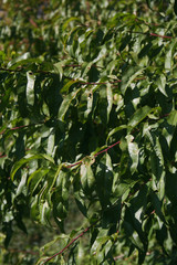 Peach tree branches with green leaves in the orchard on a sunny day. Prunus persica