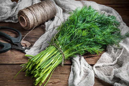 Dill. Fresh Garden Herbs.