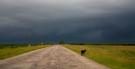 Soledad Canina