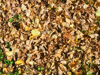 Dry autumn foliage on green grass in the sunlight, background