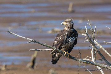 A beautiful, wild juvenile Bald Eagle (Haliaeetus leucocephalus) perched on a dead tree branch over mud flats at low tide.