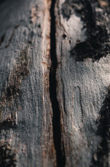 old wood texture