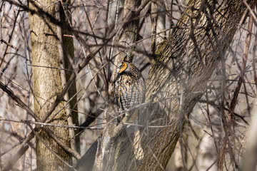 Long eared owl resting during midwinter.