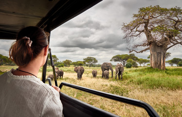 Woman on an African safari travels by car with an open roof and watching wild elephants