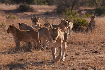 Pride of lions in golden light