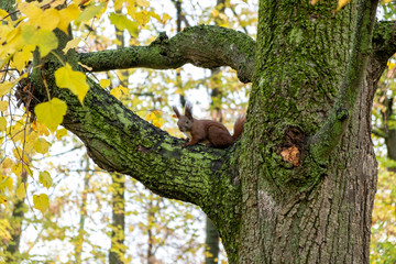 Eichhörnchen im Herbst