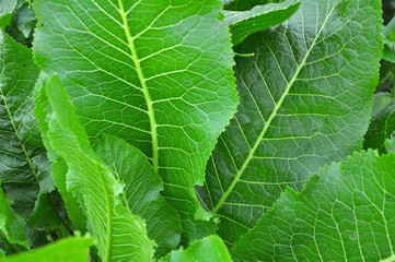 Horseradish with green leaves in the open ground