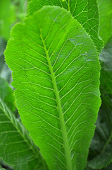 Horseradish with green leaves in the open ground