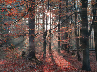 in the golden autumn forest - golden light with light fog -Magic Forest 
