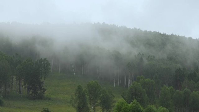 Video of morning mist oin the birch forest. Fog is floating over the forested hills in Altai