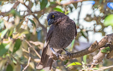 Pied Currawong