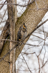 Long eared owl resting during midwinter.