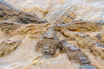 Nile crocodile in feeding frenzy