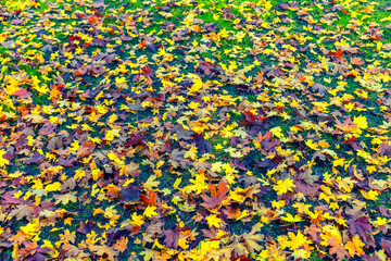 Fototapeta na wymiar colorful autumn leafs on forest floor 