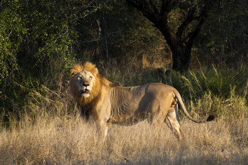 Large male lion in golden light