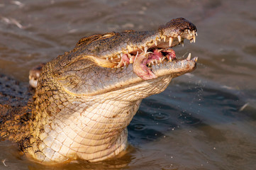 Nile crocodile in feeding frenzy