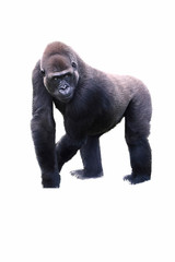 young male silverback gorilla walking on all fours.