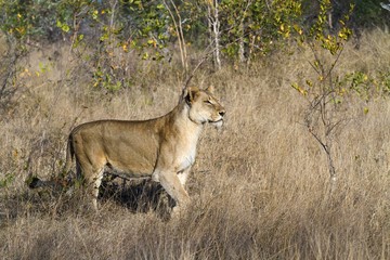 Lioness about to hung in long grass