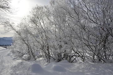 Trees covered with snow in winter on a sunny day