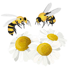 Beautiful chamomile flowers on white background. Vector illustration of medical herb with honey bee...
