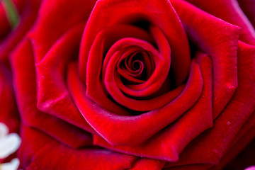 only red rose macro photo © meraleguz