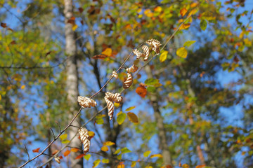 Dry leaves on a branch