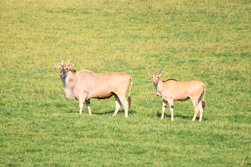 Naklejka na ściany i meble group of elands antelopes eating in a green prairie
