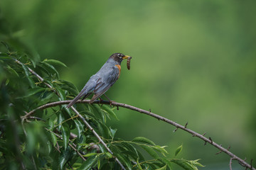 bird on branch with worm